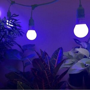 Indoor Grow Light Kit- Blue Grow Light Bulbs, Light Sockets & Timer. New In Box
